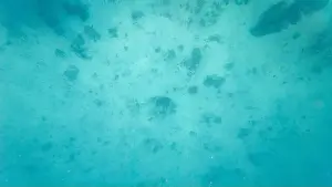Shark Rock Prints: Photography of fish and corals in Oman near Muscat during spring sunny day