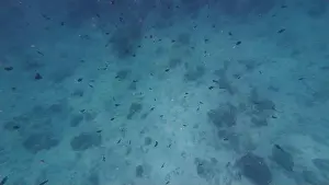 Shark Rock Prints: Photography of fish and corals in Oman near Muscat during spring sunny day
