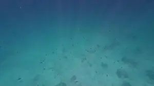 Shark Rock Prints: Photography of fish and corals in Oman near Muscat during spring sunny day