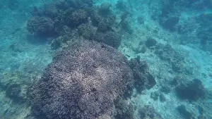 Shark Rock Prints: Photography of fish and corals in Oman near Muscat during spring sunny day