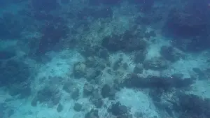 Shark Rock Prints: Photography of fish and corals in Oman near Muscat during spring sunny day