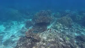 Shark Rock Prints: Photography of fish and corals in Oman near Muscat during spring sunny day