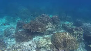 Oman Prints: Photography of fish and corals in Oman near Muscat during spring sunny day