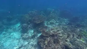 Oman Prints: Photography of fish and corals in Oman near Muscat during spring sunny day