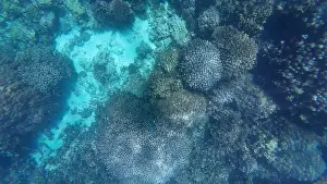 Oman Prints: Photography of fish and corals in Oman near Muscat during spring sunny day