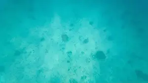Wave Water Prints: Photography of fish, raja and corals in Oman near Muscat during spring sunny day