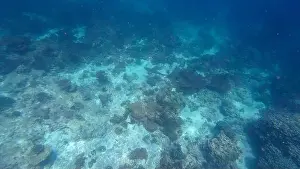 Wave Water Prints: Photography of fish, sharks and corals in Oman near Muscat during spring sunny day