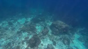 Wave Water Prints: Photography of fish, sharks and corals in Oman near Muscat during spring sunny day