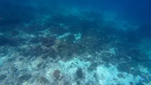 Wave Water Prints: Photography of fish, sharks and corals in Oman near Muscat during spring sunny day