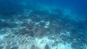 Wave Water Prints: Photography of fish, sharks and corals in Oman near Muscat during spring sunny day