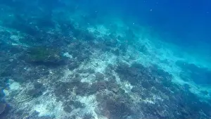 Wildlife Reserve Prints: Photography of fish, sharks and corals in Oman near Muscat during spring sunny day