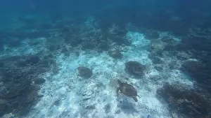 Wildlife Reserve Prints: Photography of fish, turtle and corals in Oman near Muscat during spring sunny day