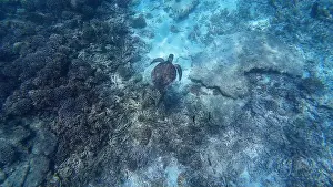 Wildlife Reserve Prints: Photography of fish, turtle and corals in Oman near Muscat during spring sunny day