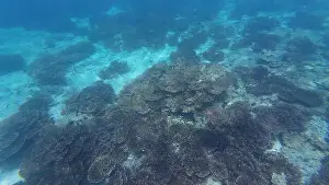 Wildlife Reserve Prints: Photography of fish, turtle and corals in Oman near Muscat during spring sunny day