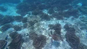 Wildlife Reserve Prints: Photography of fish, turtle and corals in Oman near Muscat during spring sunny day
