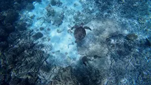 Wildlife Reserve Prints: Photography of fish, turtle and corals in Oman near Muscat during spring sunny day