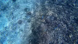 Wildlife Reserve Prints: Photography of fish, turtle and corals in Oman near Muscat during spring sunny day