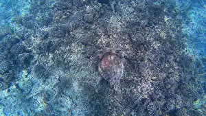 Wildlife Reserve Prints: Photography of fish, turtle and corals in Oman near Muscat during spring sunny day