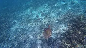 Wildlife Reserve Prints: Photography of fish, turtle and corals in Oman near Muscat during spring sunny day