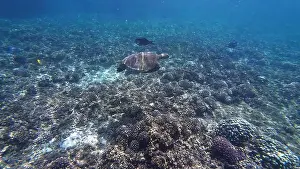 Oman Prints: Photography of fish. turtle and corals in Oman near Muscat during spring sunny day