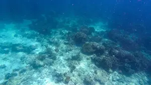 Wave Water Prints: Photography of fish, turtle, sharks and corals in Oman near Muscat during spring sunny day
