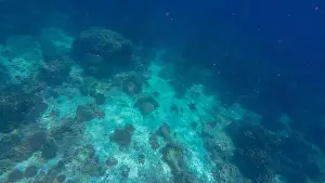 Wildlife Reserve Prints: Photography of fish, turtle, sharks and corals in Oman near Muscat during spring sunny day