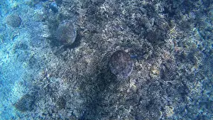 Wildlife Reserve Prints: Photography of fish, turtles and corals in Oman near Muscat during spring sunny day