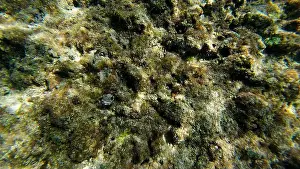 Wildlife Reserve Prints: Photography of small crab and corals in Oman near Muscat during spring sunny day