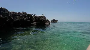 Wildlife Reserve Prints: Photography small rock island with birds in Oman near Muscat during spring sunny day