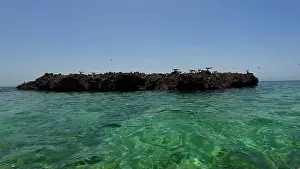 Wildlife Reserve Prints: Photography small rock island with birds in Oman near Muscat during spring sunny day