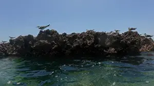 Wildlife Reserve Prints: Photography small rock island with birds in Oman near Muscat during spring sunny day