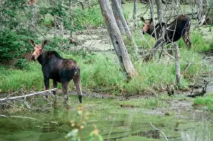 Mate Prints: Photography of two young wild Moose in swampy wooded area of New Brunswick, Canada
