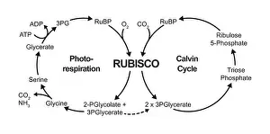 Process Prints: Photorespiration and the Calvin Cycle, illustration