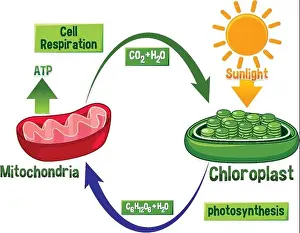 Photosynthesis and Cellular Respiration Diagram illustration