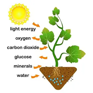 Breathing Prints: Photosynthesis diagram. Process of plant produce oxygen