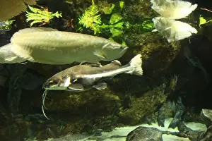 Catfish Prints: Phractocephalus hemioliopterus in aquarium with other fish between rocks and algae