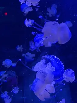 Phyllorhiza Punctata Prints: Phyllorhiza punctata is a species of jellyfish