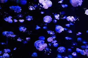 Phyllorhiza punctata is a species of jellyfish