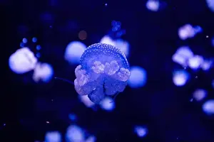Phyllorhiza Punctata Prints: Phyllorhiza punctata is a species of jellyfish