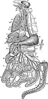 Diagnostics Prints: The physiology of domestic animals