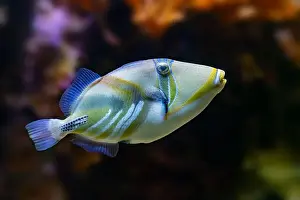 Bony Fish Prints: Picasso Triggerfish (Rhinecanthus assasi) Red Sea
