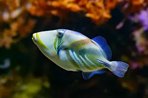 Bony Fish Prints: Picasso Triggerfish (Rhinecanthus assasi) Red Sea