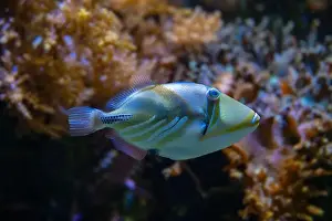 Bony Fish Prints: Picasso Triggerfish (Rhinecanthus assasi) Red Sea
