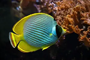 Bony Fish Prints: Picasso Triggerfish (Rhinecanthus assasi) Red Sea