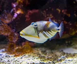 Bony Fish Prints: Picasso Triggerfish (Rhinecanthus assasi) Red Sea