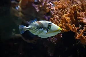 Bony Fish Prints: Picasso Triggerfish (Rhinecanthus assasi) Red Sea