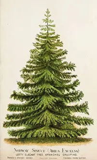 Pines Prints: Picea abies, the Norway spruce [Here as Abies Excelsa] or European spruce