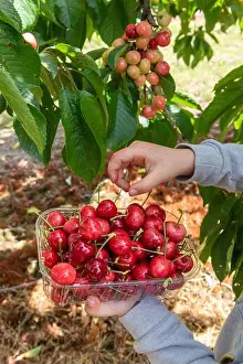 Ripen Prints: Picking bigarreau cherries Burlat, spring, Pas de Calais, France