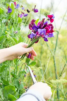 Cut Flowers Prints: picking sweet peas sweet pea posy garden