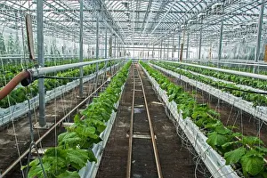 Room Prints: Pickles culture in hydroponics room. Lufa Farms. Montreal. Province of Quebec. Canada